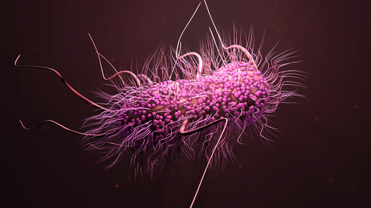 imagen de una bacteria 