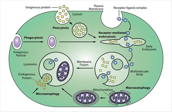 Endosomes