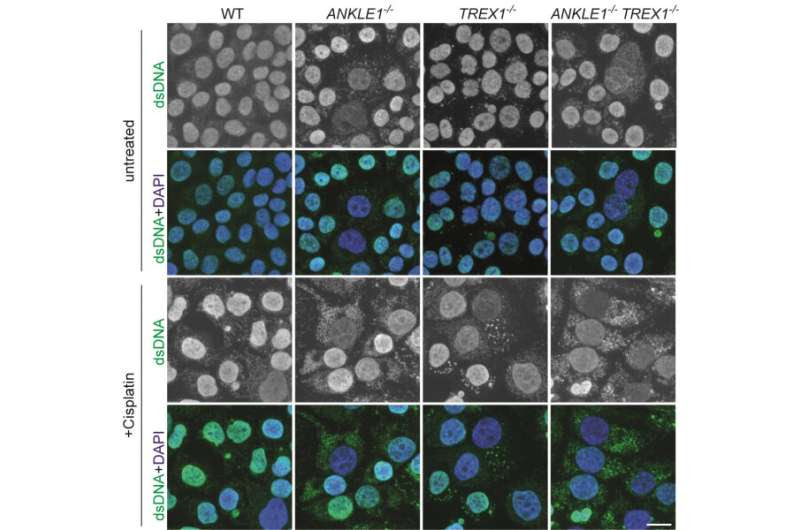 Biologists reveal a scissor enzyme that cuts the chromatin bridge and prevents DNA damage and autoimmunity