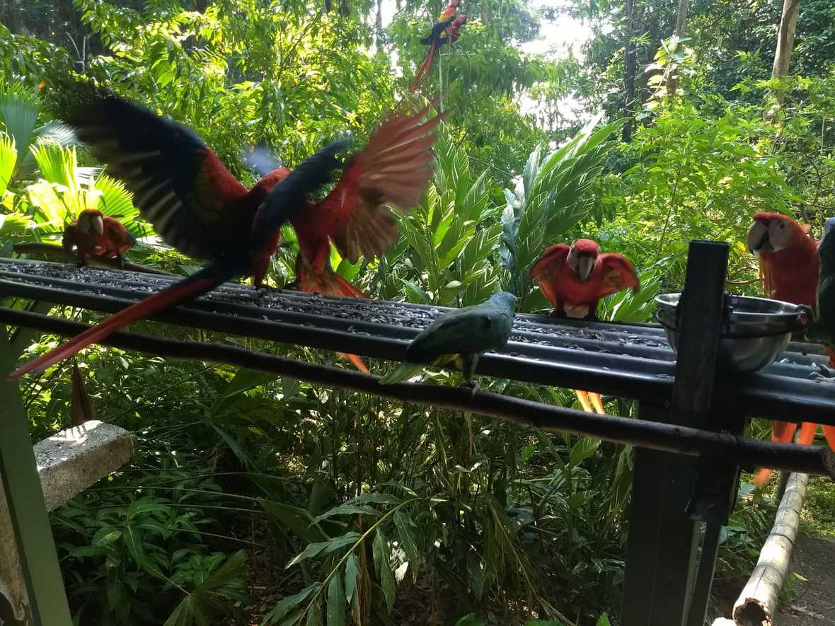 Scarlet macaws eating sunflower seeds from raised platform in rainforest