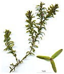 Elodea canadensis by Christian Fischer, CC BY-SA 3.0, https://commons.wikimedia.org/w/index.php?curid=4870689