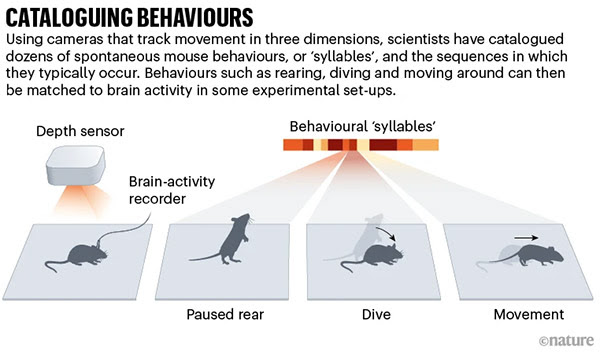 Cataloguing behaviours. Infographic showing how researchers study sequences of mouse behaviour, using cameras that track movement in three dimensions.