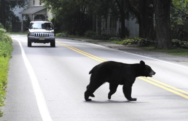 The PLO 'recognized' Israel the way we might recognize a bear walking down the middle of the street: you can't ignore it, but you don't admit that it has a right to be where it is