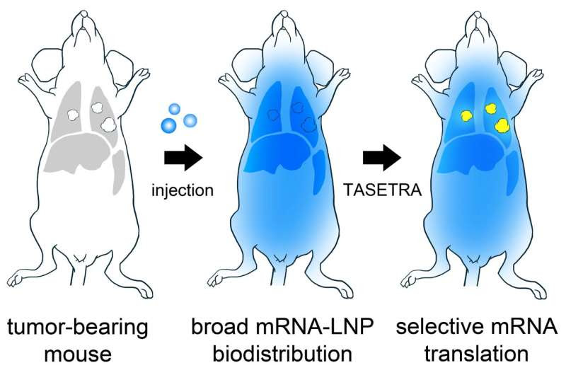 Developing a new cure for lung cancer