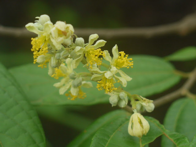 Microcos paniculata