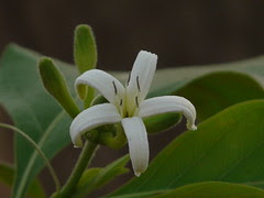 Morinda pubescens