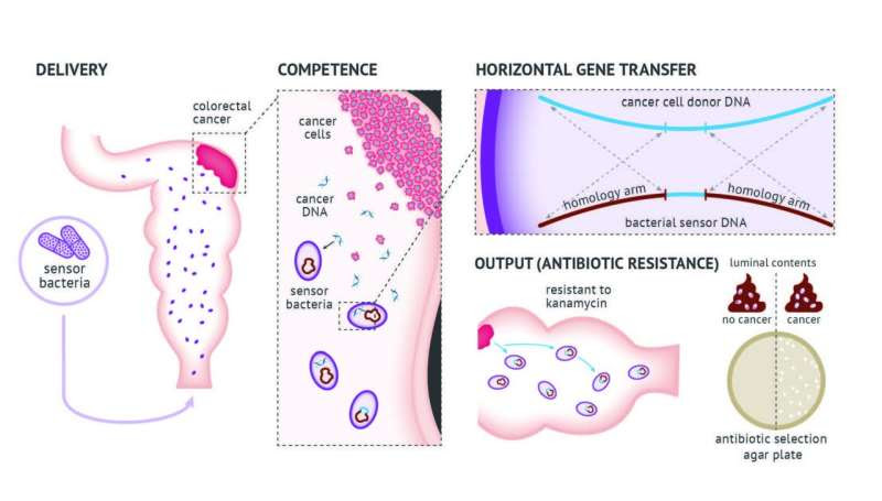 Researchers engineer bacteria that can detect tumor DNA