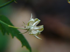 Hibiscus hirtus