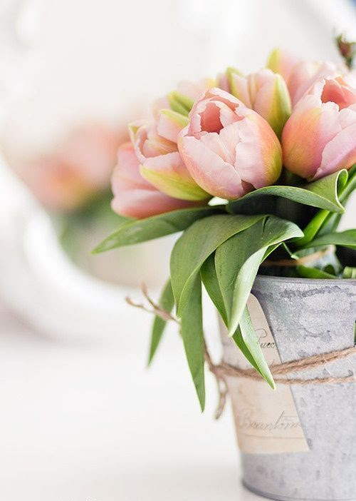 Tulipanes