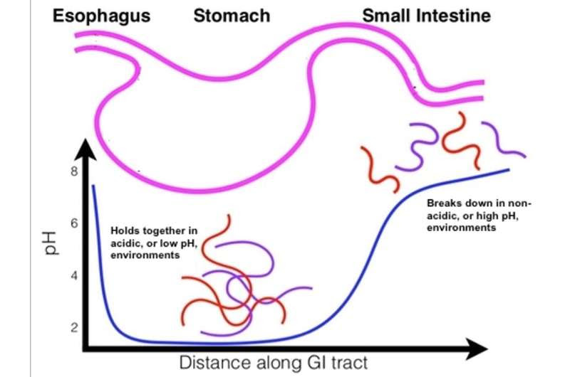 Many drugs can't withstand stomach acid – a new delivery method could lead to more convenient medications