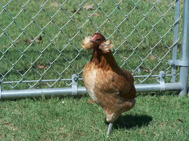 Gà không có một cọng lông, gà lùn, gà không đuôi và những loại gà kỳ lạ nhất trên thế giới - Ảnh 10.