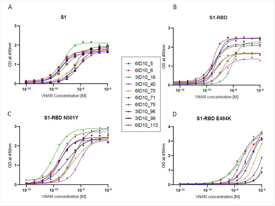 ELISA EC50 binding affinity of select VNAR-hFc antibodiesto Wuhan and mutant spike proteins. ELISA was used to determine EC50 values for individual VNAR-hFc antibodies to (A) S1, (B) S1-RBD, (C) S1- RBD N501Y, and (D) S1-RBD E484K. Microplates were coated with different spike proteins and incubated with serially diluted VNAR-hFc antibodies followed by detection with HRP conjugated anti-human Fc antibody. The developed plates were read at 450nm and OD was used for 4-parametric non-linear regression model to calculate EC50 values.