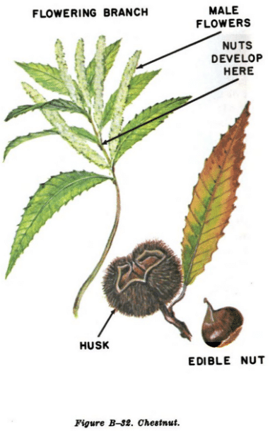 chestnut tree illustration edible plants