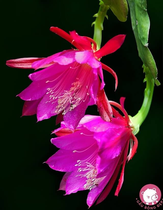 hoa quỳnh màu hồng