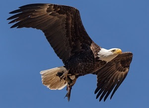 A bald eagle flys against a brilliant blue sky, a channel catfish in its claws. A bald eagle flys against a brilliant blue sky, a channel catfish in its claws.