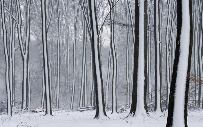 Snow                                                           Striped                                                           Forest