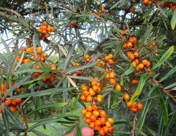 The Sea Buckthorn bushes are loaded and starting to ripen their super-nutritious berries