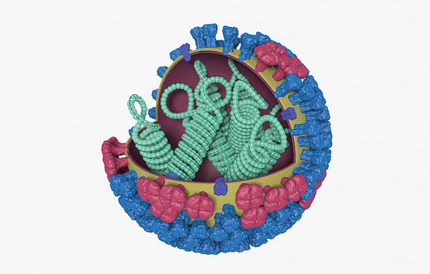A three-dimensional illustration showing the different features of an influenza virus.