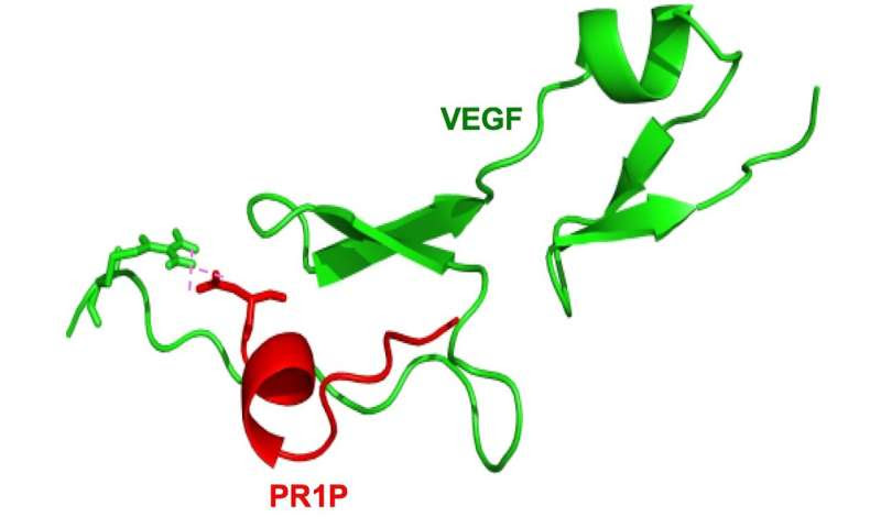 A targeted treatment for emphysema?