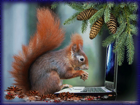 Squirrel-typing-social-media