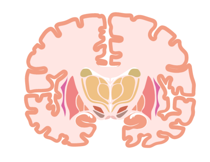 A delta opioid receptor agonist, KNT-127, exerts anti-stress and anti-depressant activity in mouse model