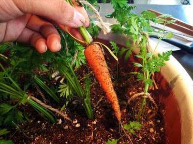 How to Grow Carrots in Containers
