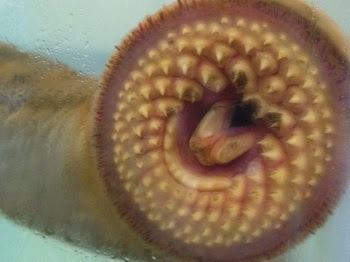 A closeup of the mouth of a sea lamprey attached to a glass aquarium. A portion of its body is visible to the left of the mouth.