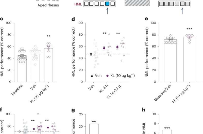 Injection of klotho protein into older monkeys found to improve cognitive decline