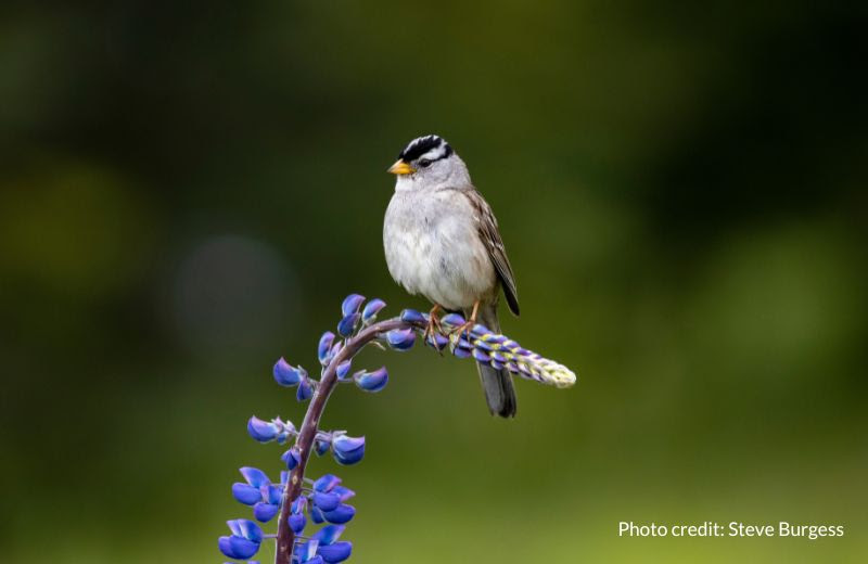 Main story 2 - help birds during migration season this Fall.