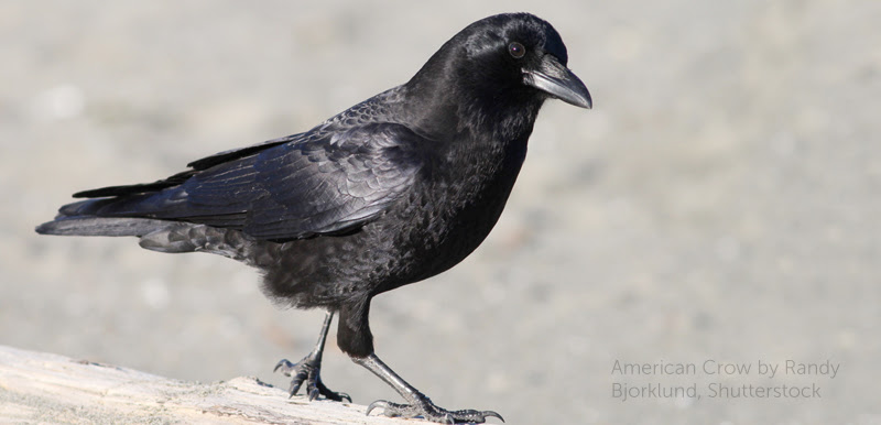 image of American Crow by Randy Bjorklund, Shutterstock