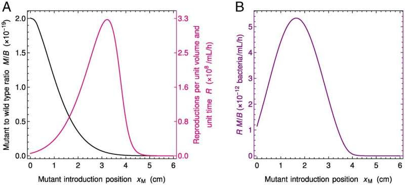 Neutral mutants can prevail in gut microbiota, enhancing diversity