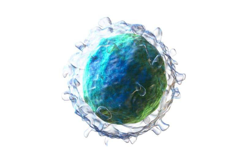 Antibody-producing b cells may be "predestined" for their fates