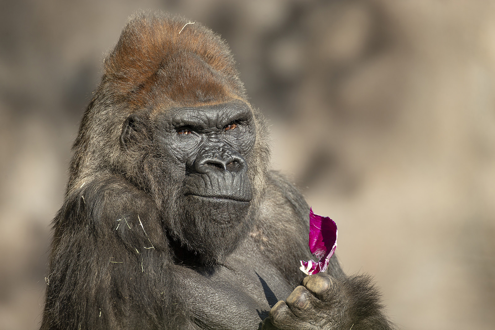 The scary moment was caught on camera by guests visiting the park. Behind The Thrills San Diego Zoo Safari Park Gorillas Recover from