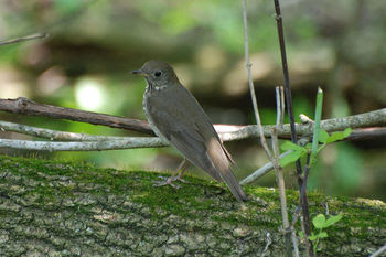 thrush