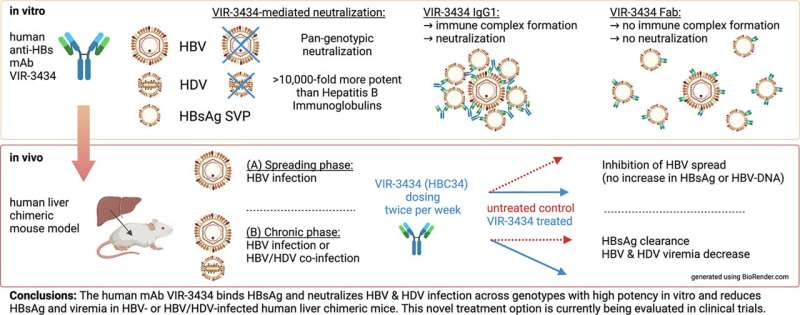 Promising investigational therapeutic monoclonal antibody to treat chronic hepatitis B and D infections