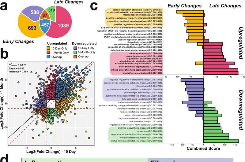 Possible genetic basis and mouse model found for severe nonalcoholic fatty liver disease