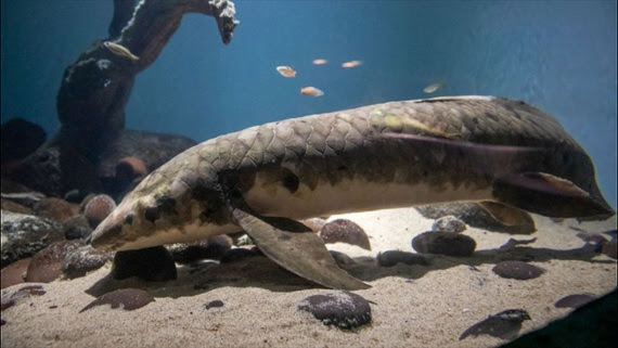 World's oldest aquarium fish 'Methuselah' could be decades older than we originally thought, DNA clock reveals
