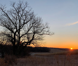 hunter in a tree at sunset on the edge of a cornfield