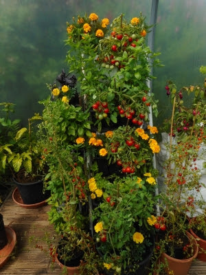 Tomato & herb stepladder garden