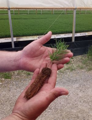 A close-up image of hands holding a pine seedling, with a greenhouse of growing seedlings in the background