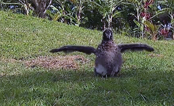 Kaloakulua Stretches Her Wings