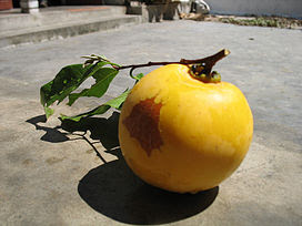 Quả thị.jpg