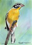 Golden Breasted Bunting ACEO - Posted on Wednesday, April 1, 2015 by Janet Graham