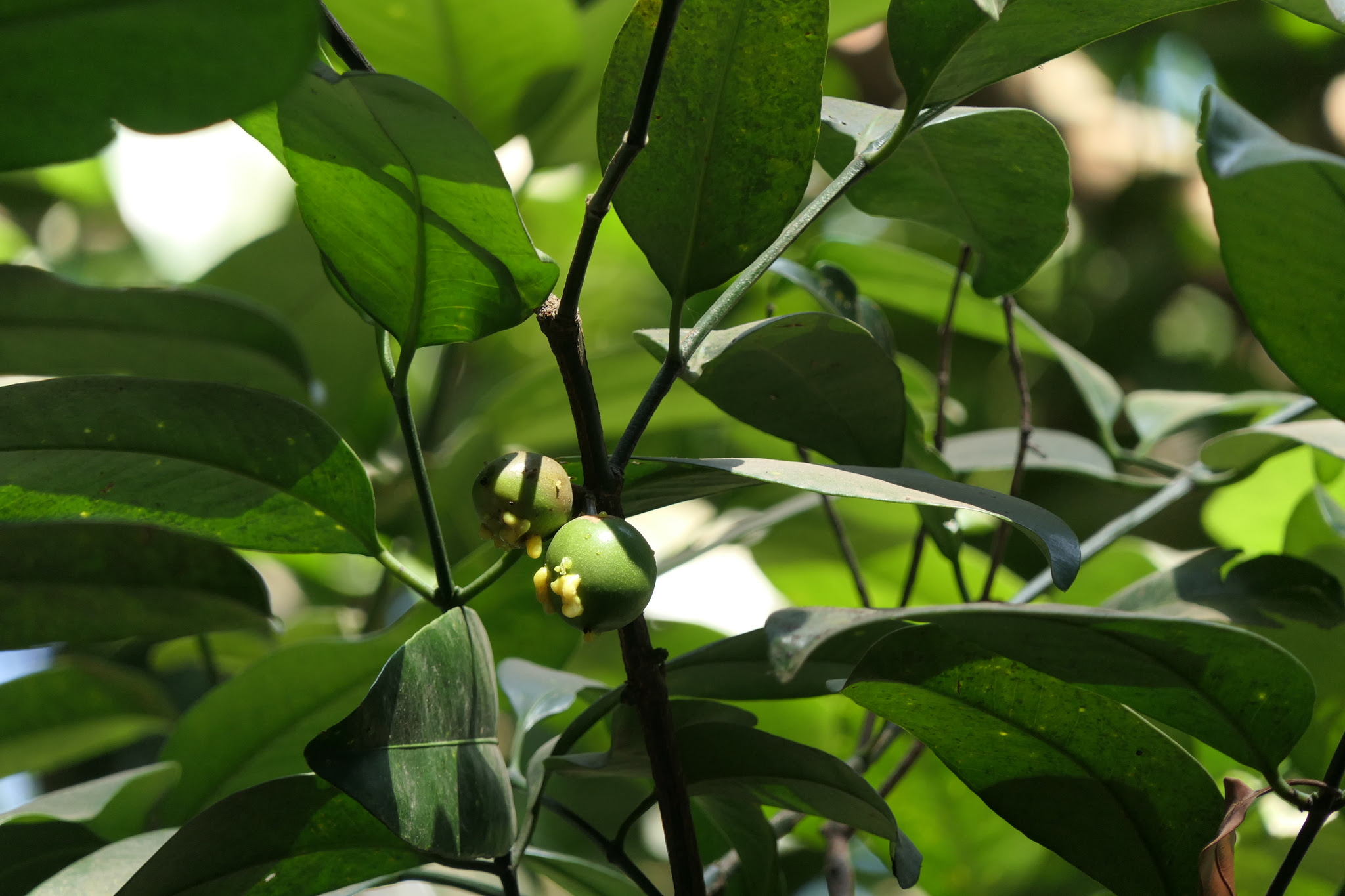 Garcinia talbotii Raizada ex Santapau