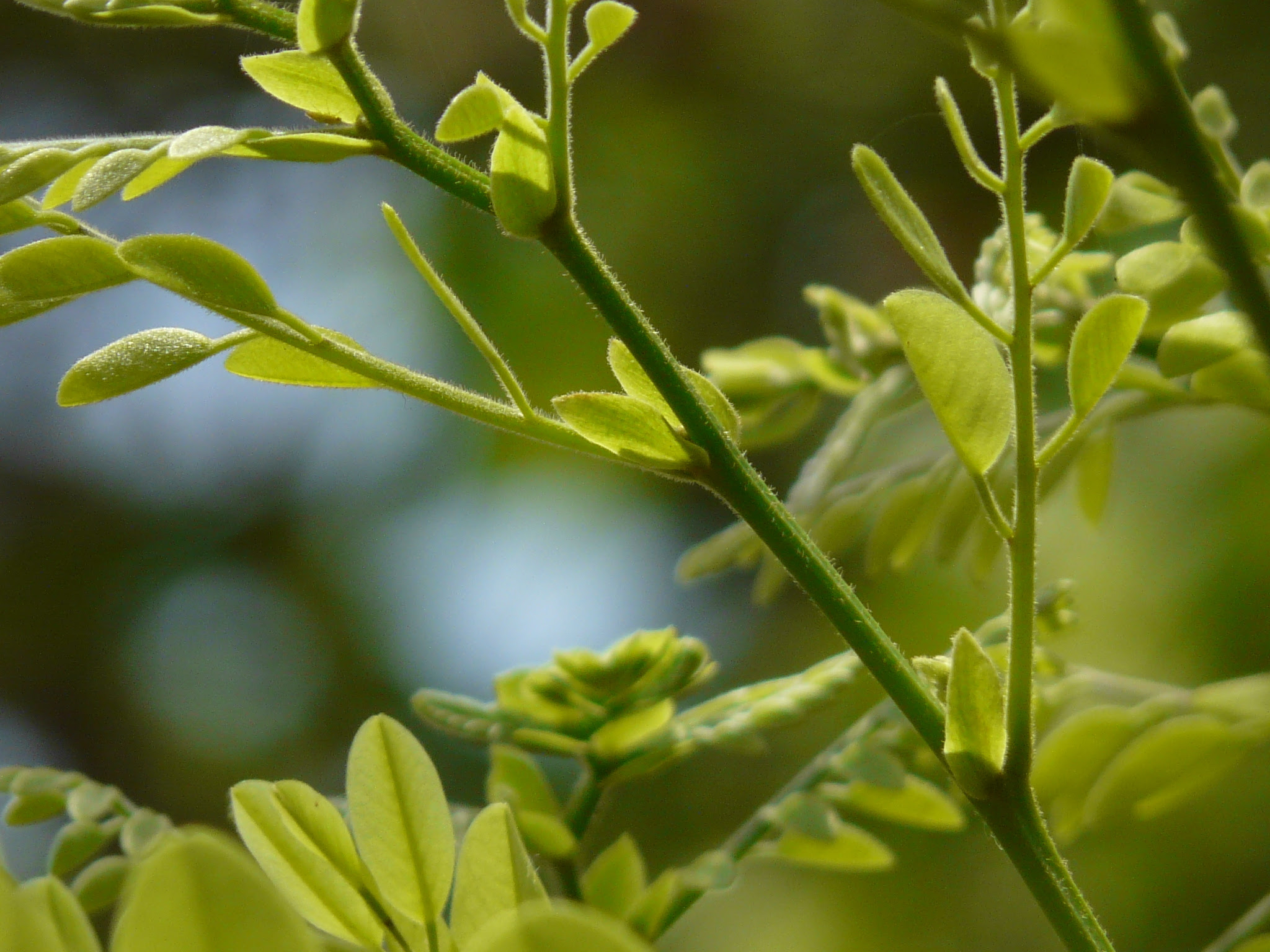 Dalbergia lanceolaria L.f.