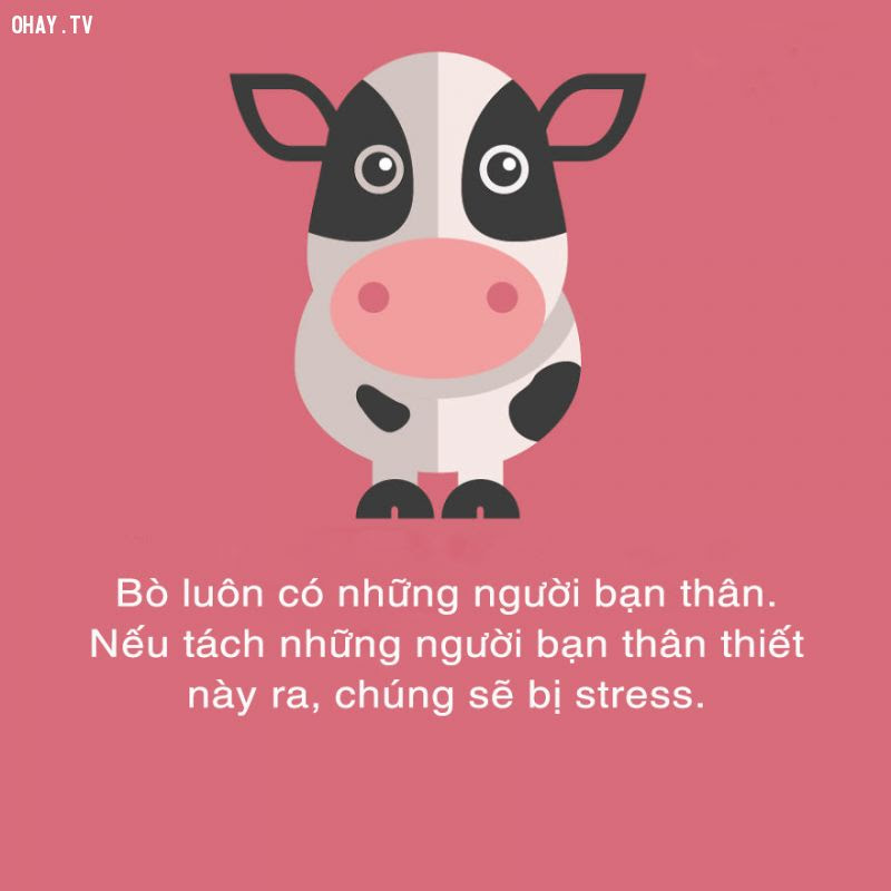 ảnh sự thật thú vị,sự thật đáng kinh ngạc,có thể bạn chưa biết,thế giới động vật