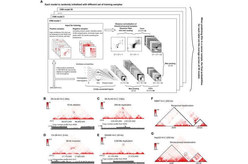 Deep learning empowers discovery of new genetic mutation in cancer