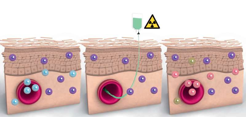 Contrary to previous belief, some blood cells stay in tissues for years