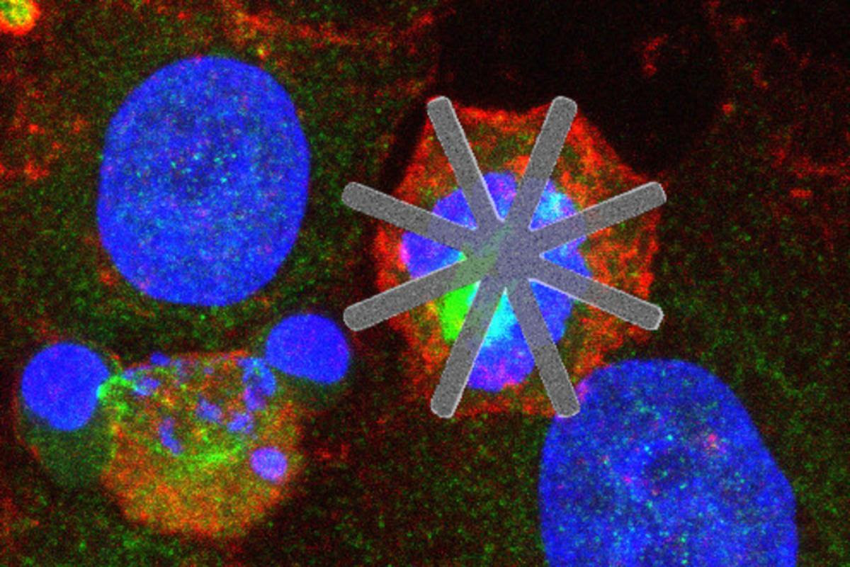 A new study has demonstrated how star-shaped devices can be introduced into cells and cause their demise