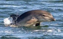 A Famed Dolphin-Human Fishing Partnership Is in Danger of Disappearing